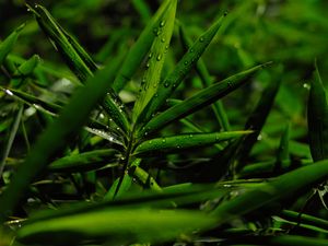 Preview wallpaper grass, leaves, green, drops