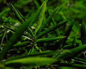 Preview wallpaper grass, leaves, green, drops