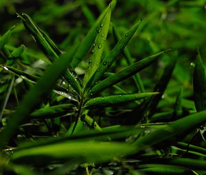 Preview wallpaper grass, leaves, green, drops