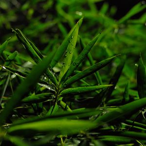 Preview wallpaper grass, leaves, green, drops