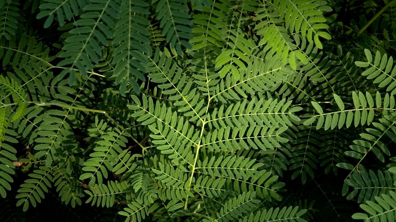 Wallpaper grass, leaves, green, aerial view
