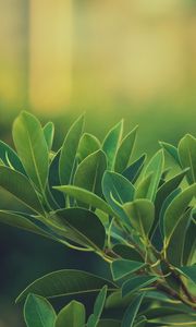 Preview wallpaper grass, leaves, green, dark