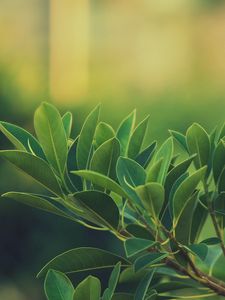 Preview wallpaper grass, leaves, green, dark