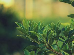 Preview wallpaper grass, leaves, green, dark