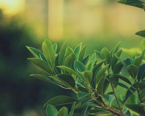 Preview wallpaper grass, leaves, green, dark