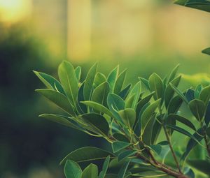 Preview wallpaper grass, leaves, green, dark