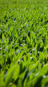 Preview wallpaper grass, leaves, greenery, macro