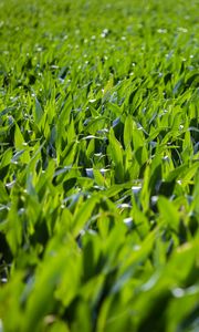 Preview wallpaper grass, leaves, greenery, macro