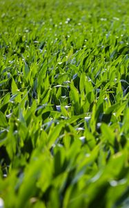 Preview wallpaper grass, leaves, greenery, macro