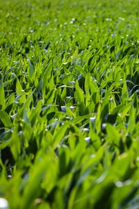 Preview wallpaper grass, leaves, greenery, macro