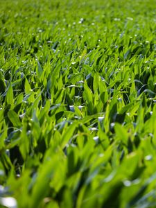 Preview wallpaper grass, leaves, greenery, macro