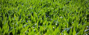 Preview wallpaper grass, leaves, greenery, macro