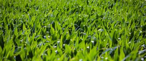 Preview wallpaper grass, leaves, greenery, macro