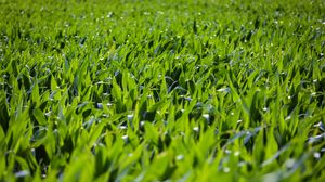 Preview wallpaper grass, leaves, greenery, macro