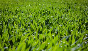 Preview wallpaper grass, leaves, greenery, macro