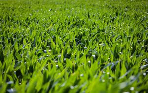 Preview wallpaper grass, leaves, greenery, macro