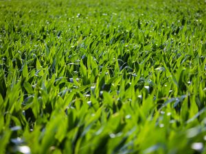 Preview wallpaper grass, leaves, greenery, macro