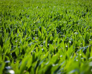 Preview wallpaper grass, leaves, greenery, macro