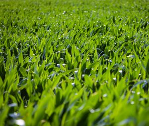 Preview wallpaper grass, leaves, greenery, macro