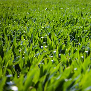 Preview wallpaper grass, leaves, greenery, macro