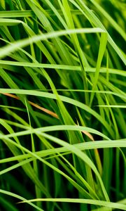 Preview wallpaper grass, leaves, greenery, macro, green