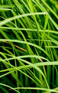 Preview wallpaper grass, leaves, greenery, macro, green