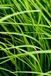 Preview wallpaper grass, leaves, greenery, macro, green