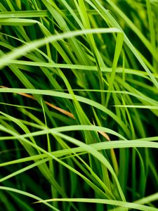 Preview wallpaper grass, leaves, greenery, macro, green