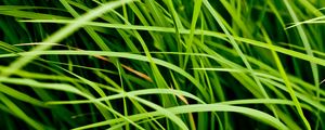 Preview wallpaper grass, leaves, greenery, macro, green