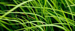 Preview wallpaper grass, leaves, greenery, macro, green