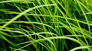 Preview wallpaper grass, leaves, greenery, macro, green