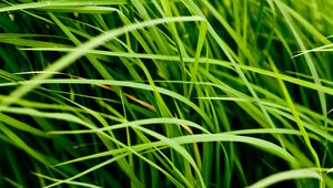 Preview wallpaper grass, leaves, greenery, macro, green