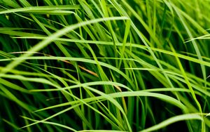 Preview wallpaper grass, leaves, greenery, macro, green