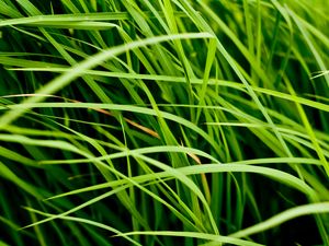 Preview wallpaper grass, leaves, greenery, macro, green