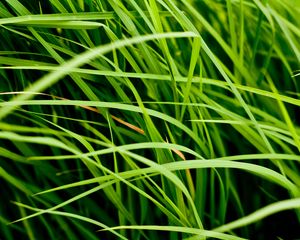 Preview wallpaper grass, leaves, greenery, macro, green