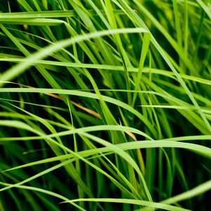 Preview wallpaper grass, leaves, greenery, macro, green