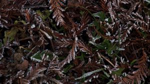 Preview wallpaper grass, leaves, hoarfrost, frost, winter