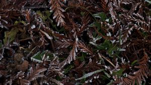 Preview wallpaper grass, leaves, hoarfrost, frost, winter