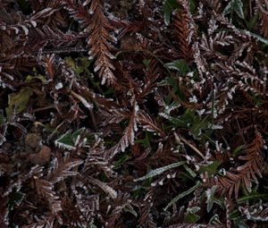 Preview wallpaper grass, leaves, hoarfrost, frost, winter