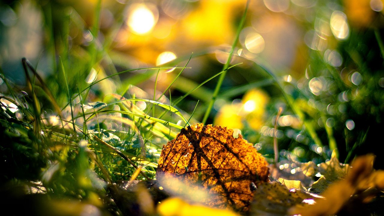 Wallpaper grass, leaves, light, morning, autumn