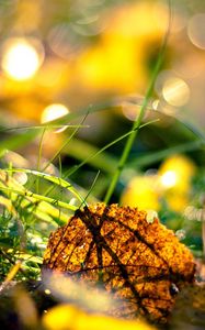 Preview wallpaper grass, leaves, light, morning, autumn