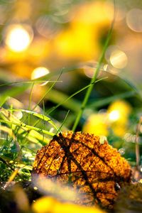 Preview wallpaper grass, leaves, light, morning, autumn