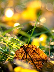 Preview wallpaper grass, leaves, light, morning, autumn