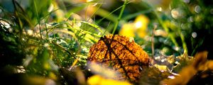 Preview wallpaper grass, leaves, light, morning, autumn