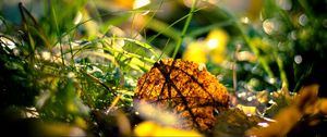 Preview wallpaper grass, leaves, light, morning, autumn