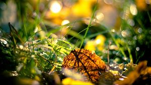 Preview wallpaper grass, leaves, light, morning, autumn