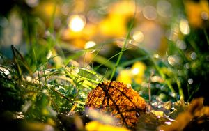 Preview wallpaper grass, leaves, light, morning, autumn