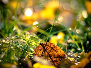 Preview wallpaper grass, leaves, light, morning, autumn