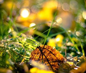 Preview wallpaper grass, leaves, light, morning, autumn