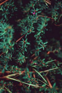 Preview wallpaper grass, leaves, macro, plant, blur, vegetation